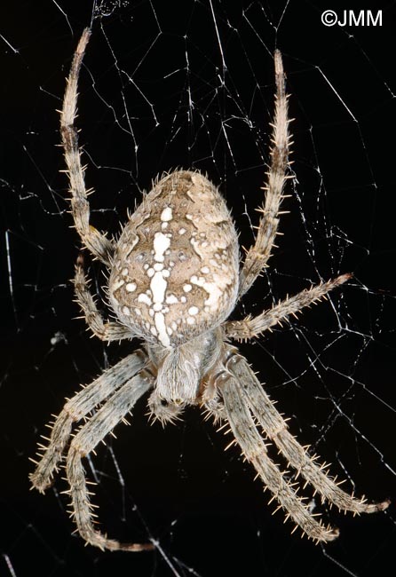 Araneus diadematus : peire diadme