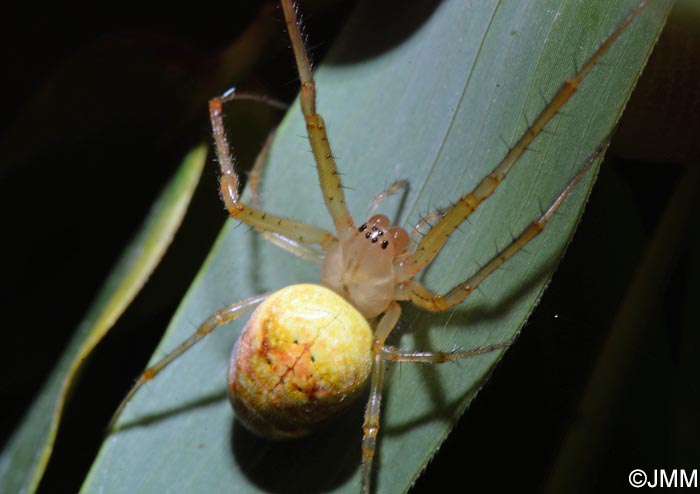 Araneus marmoreus