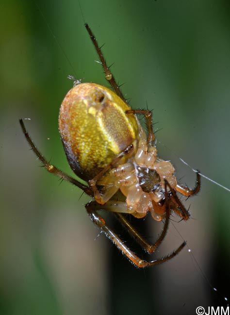 Araneus marmoreus