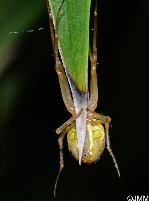 Araneus marmoreus