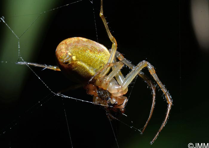 Araneus marmoreus