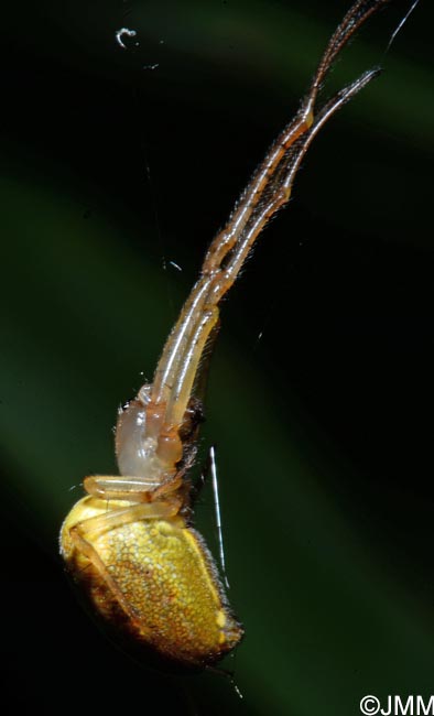 Araneus marmoreus