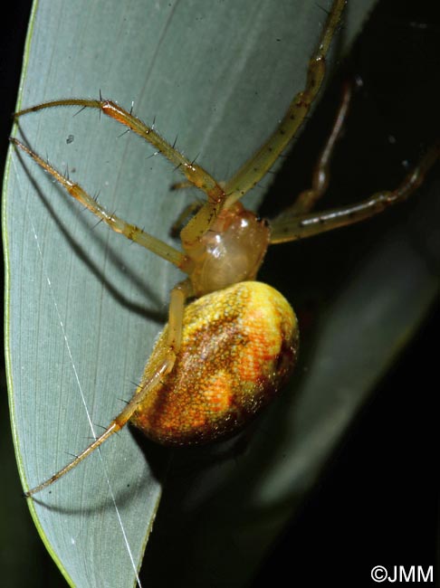 Araneus marmoreus