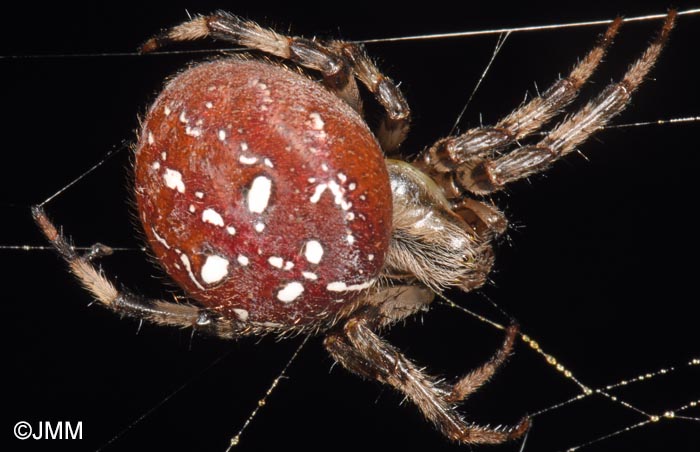 Araneus quadratus