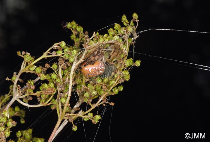 Araneus quadratus