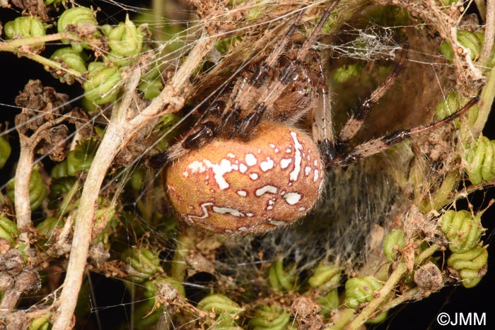 Araneus quadratus