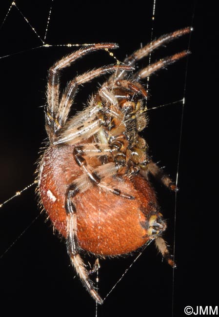 Araneus quadratus