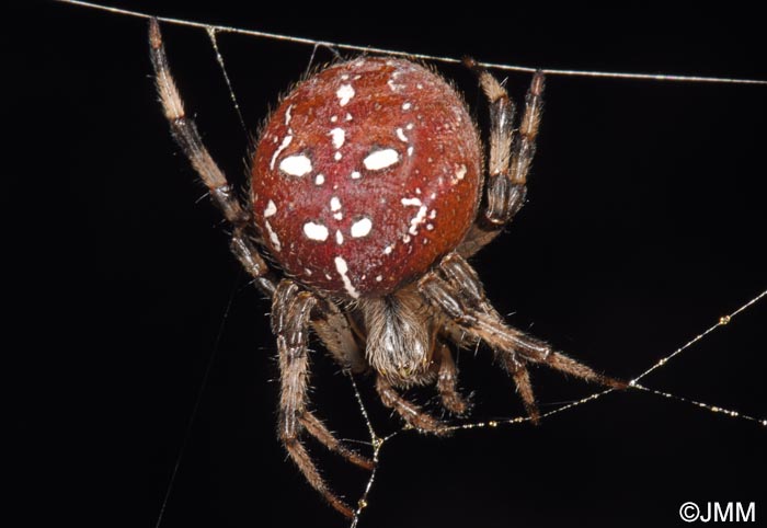 Araneus quadratus