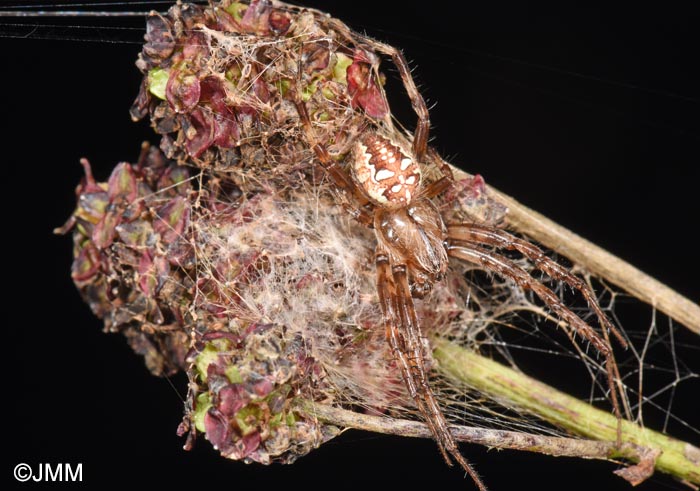 Araneus quadratus