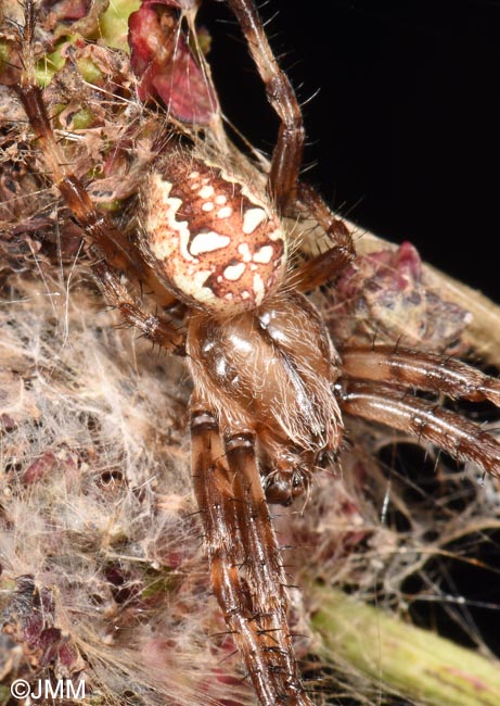 Araneus quadratus