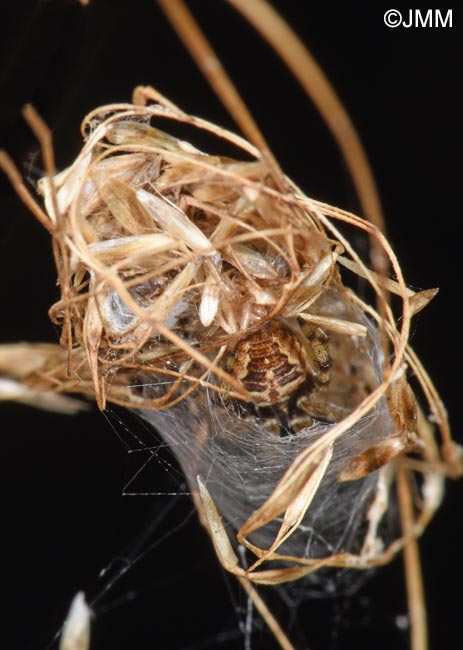 Araneus quadratus