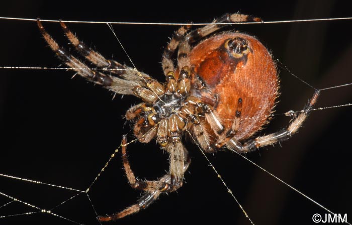 Araneus quadratus