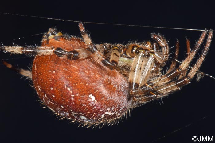 Araneus quadratus