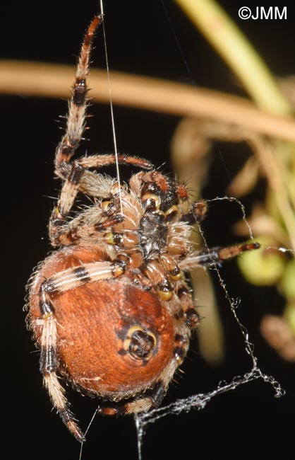 Araneus quadratus