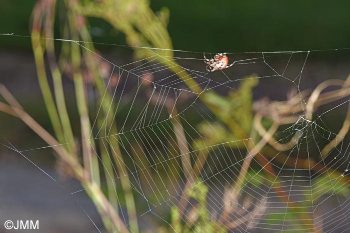 Araneus quadratus