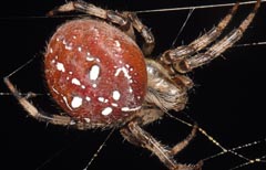 Araneus quadratus