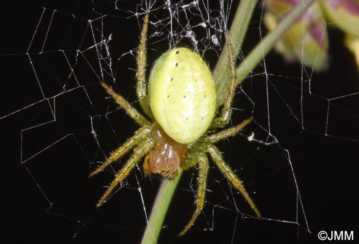 Araniella cucurbitina : peire concombre