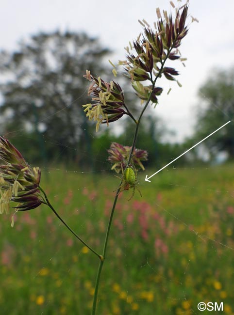 Araniella cucurbitina : peire concombre