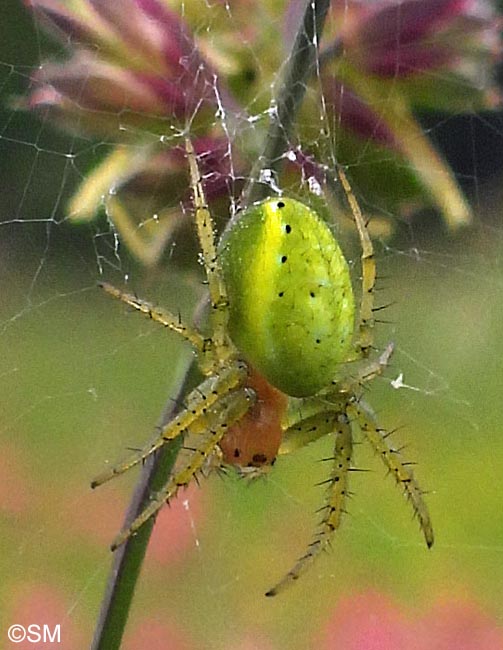 Araniella cucurbitina : peire concombre