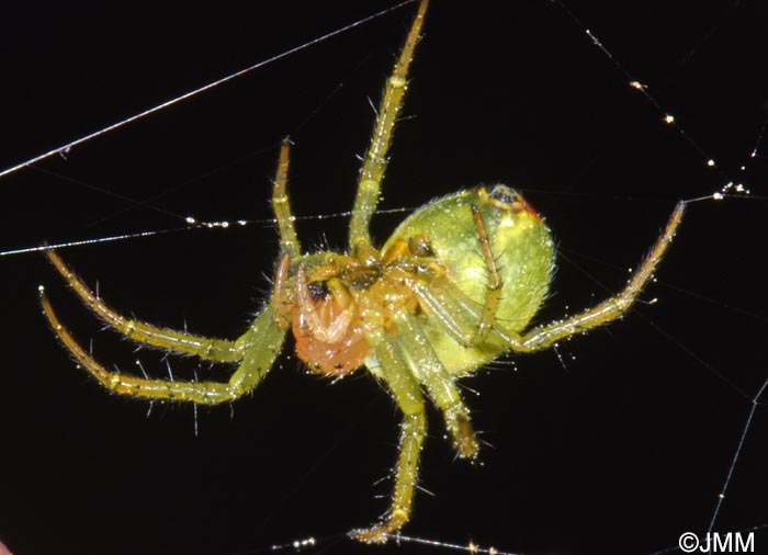 Araniella cucurbitina : peire concombre