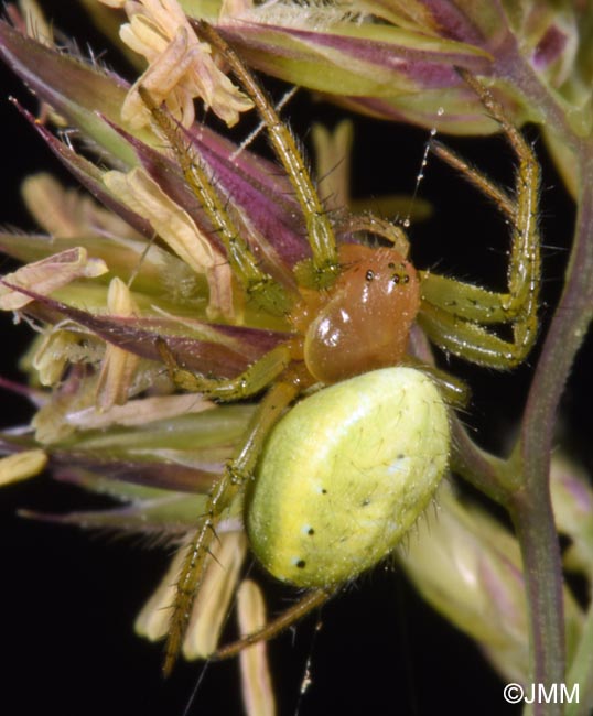 Araniella cucurbitina : peire concombre