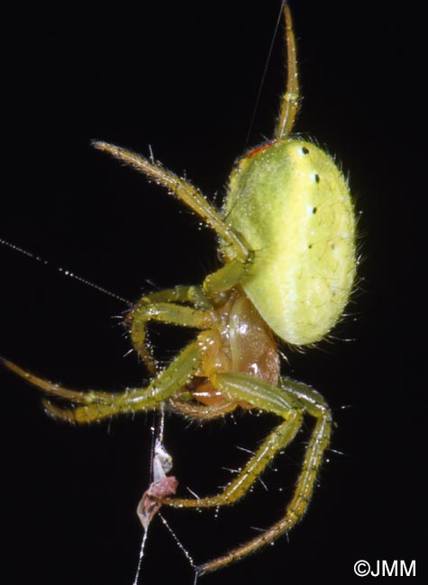 Araniella cucurbitina : peire concombre