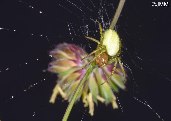 Araniella cucurbitina : peire concombre