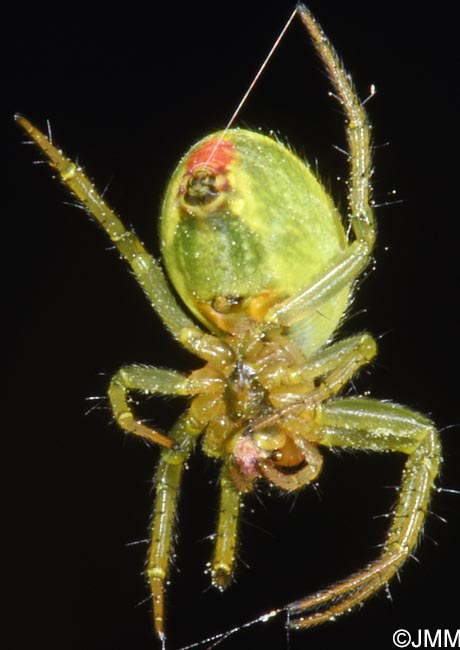 Araniella cucurbitina : peire concombre