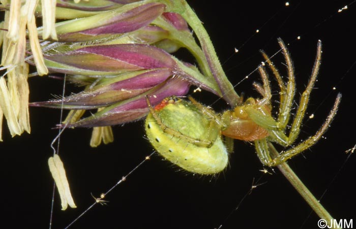 Araniella cucurbitina : peire concombre