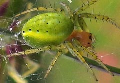 Araniella cucurbitina : peire concombre