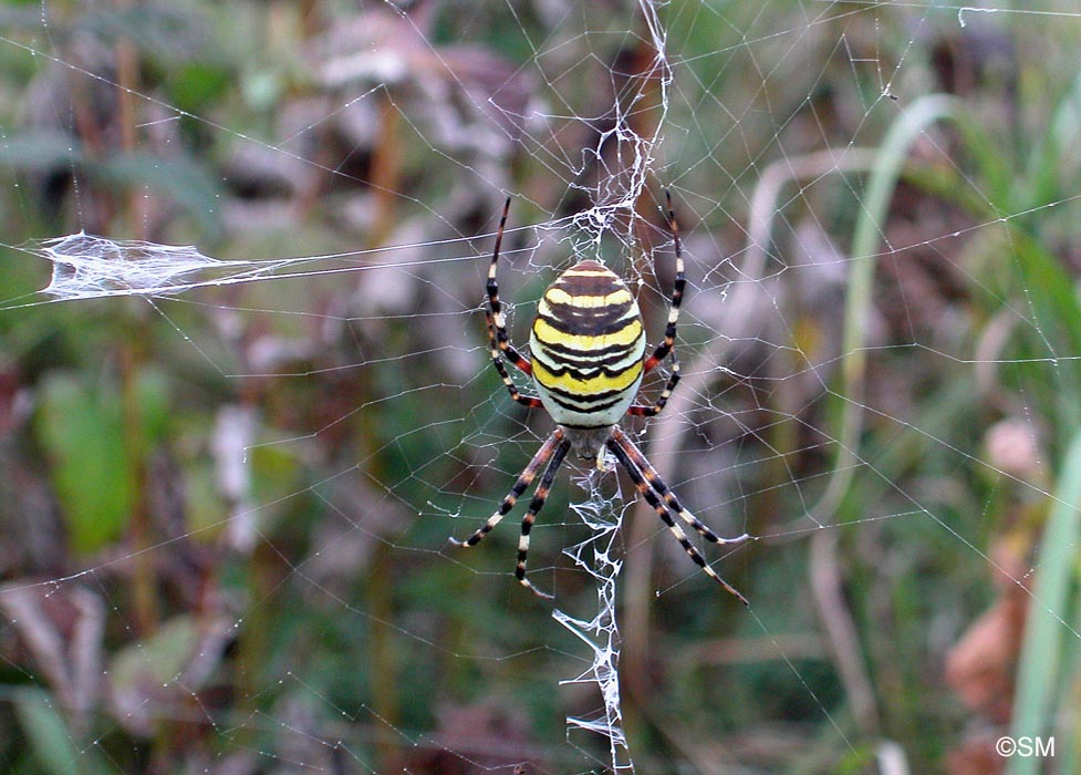 Argiope bruennichi : peire frelon