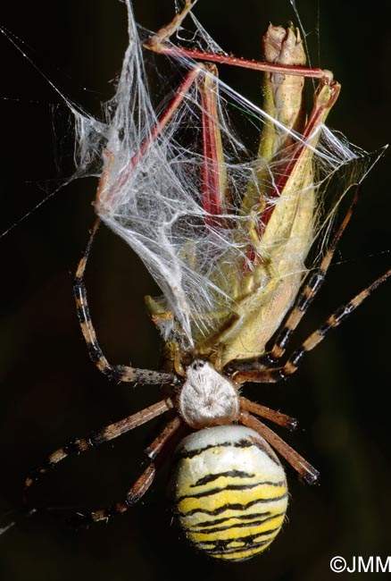 Argiope bruennichi