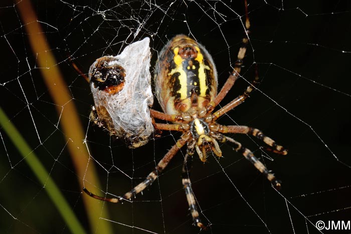 Argiope bruennichi