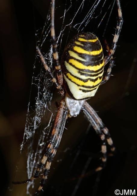 Argiope bruennichi