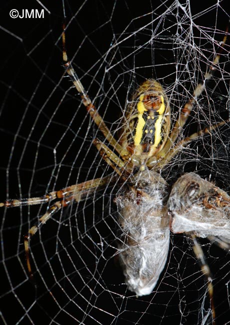 Argiope bruennichi