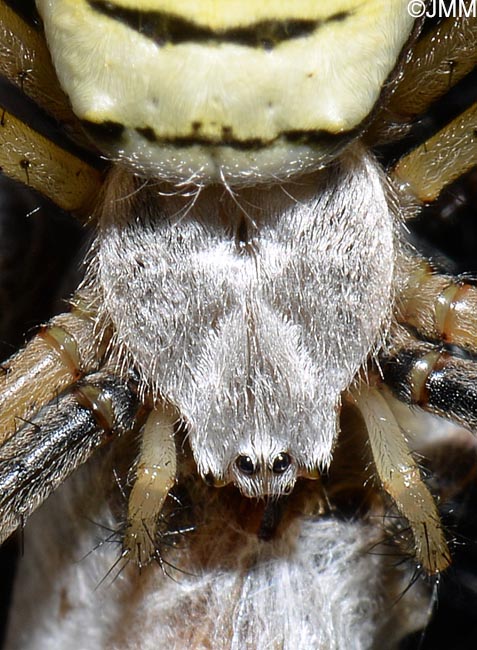 Argiope bruennichi