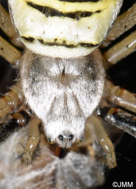 Argiope bruennichi