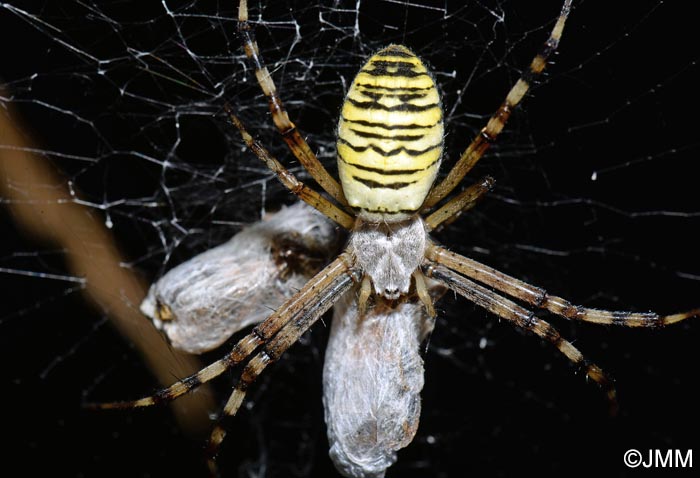 Argiope bruennichi