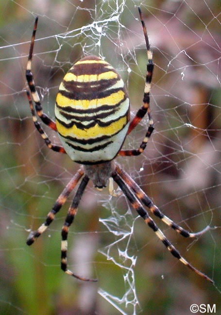 Argiope bruennichi : peire frelon