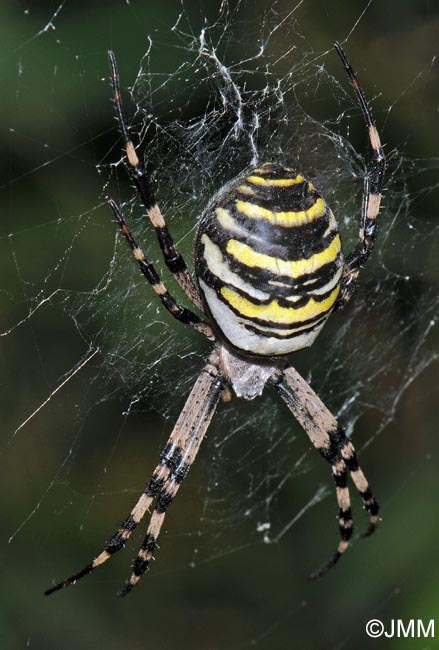 Argiope bruennichi