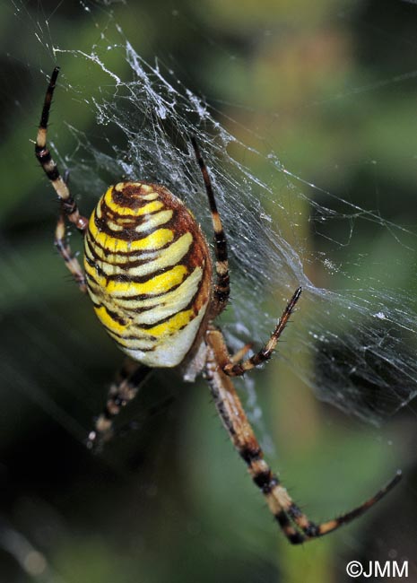 Argiope bruennichi