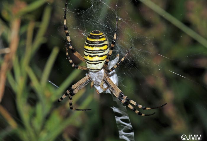 Argiope bruennichi