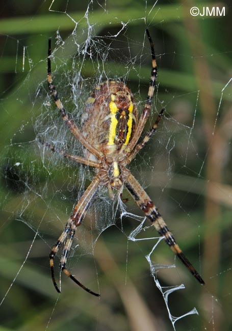 Argiope bruennichi