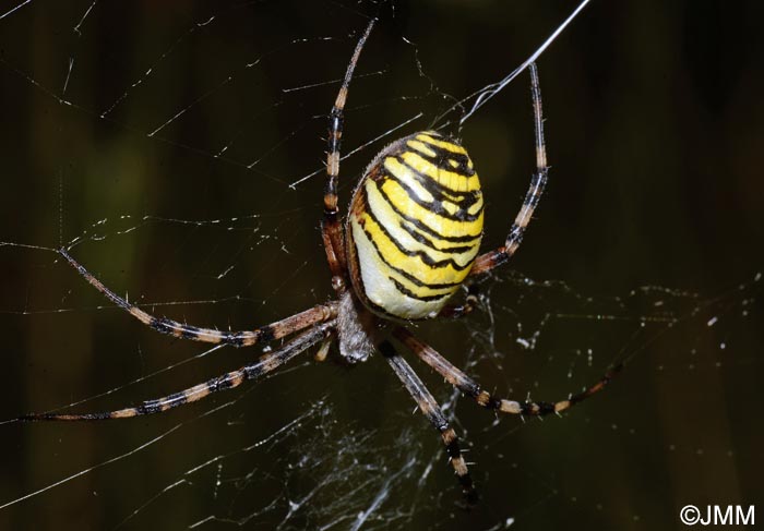 Argiope bruennichi