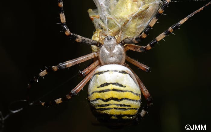 Argiope bruennichi