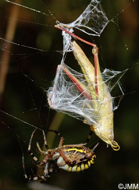 Argiope bruennichi