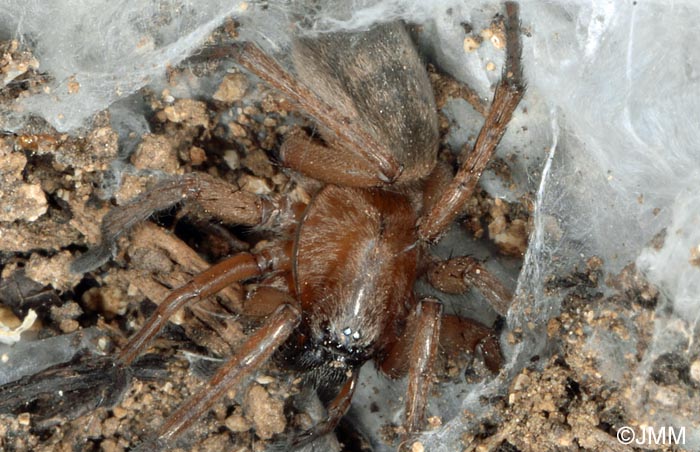 Atypus affinis