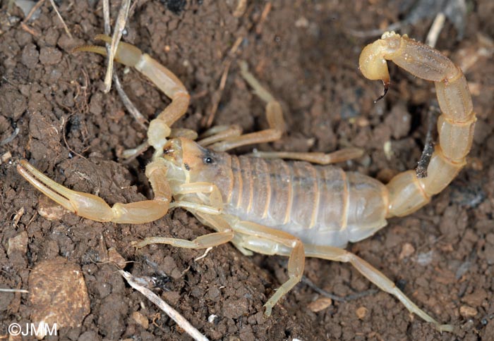 Buthus occitanus