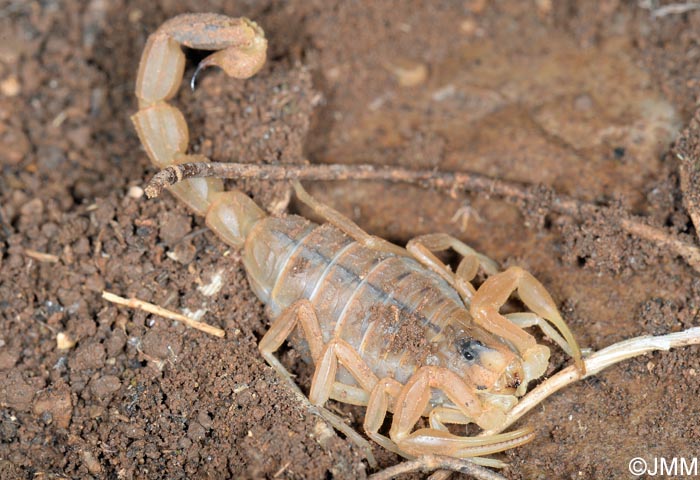 Buthus occitanus