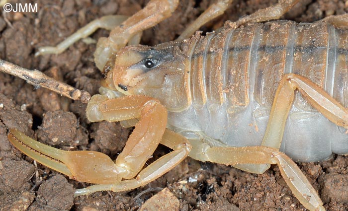 Buthus occitanus